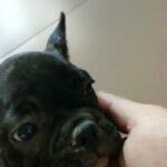 BRINDLE FRENCH BULLDOG ???