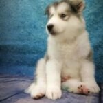 ALASKAN MALAMUTE PUPPY - Sharjah