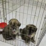 Pure Akita brindle puppies