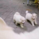 Samoyed puppies