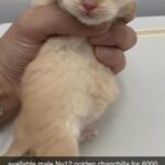 male Ny12 golden chanchilla