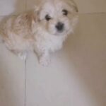 Havanese puppy