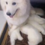 Samoyed puppies