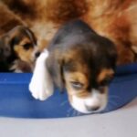 Beagle puppies apple head