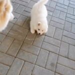 Samoyed puppies