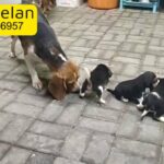 Beagle puppies