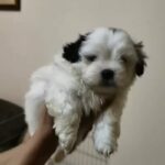 male female shihtzu