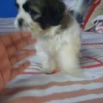 cute little shihtzu female