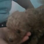 toy poodle female