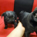 beautiful lovely pug male and female available