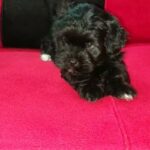 havenes puppy for sale