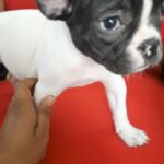 French bulldog very high quality