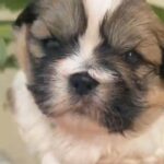 male shihtzu