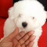 toy poodle male