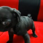 pug female available