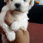 mini maltese female