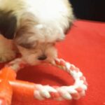 shihtzu male pupp