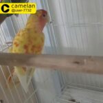 love bird breeding pair