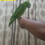 Amazon yellow crown