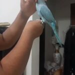 Ringnick blue