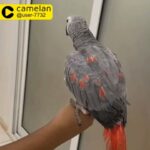 casco parrot