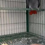casco parrot