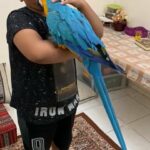 macaw blue and yellow