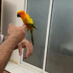 sunconur parrot