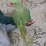 Alexander parrot