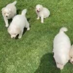 Japanese Spitz Puppies