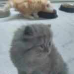 PERSIAN KITTENS GINGER &GREY COLOR