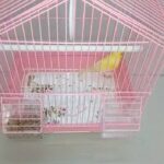 male canary Syrian 250dhs
