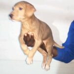 LABRADOR MIX PUPPY