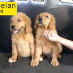 FOR BOOKING GOLDEN RETRIVER PUPPIES