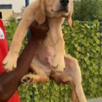 golden RETRIVER puppies