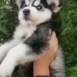 Siberian husky puppy