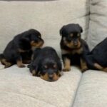 ROTTWEILER PUPPIES