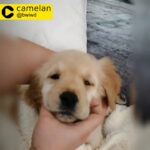 G2 FRNALE GOLDEN RETRIVER