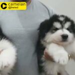 ???NEW OFFER ALASKAN MALAMUTE PUPPY