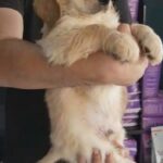 GOLDEN RETRIVER PUPPIES