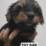 TOY SIZE YORKI SHIRE PUPPY