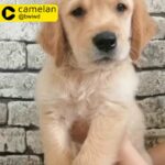 FEMALE G1 GOLDEN RETRIVER PUPPY