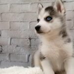 SIBERIAN HUSKY PUPPIES