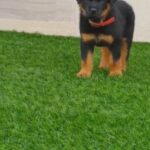 ROTTWEILER male puppy