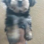 SIMI TEACUP YOURKI SHIRE PUPPY FEMALE & MALE