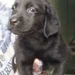 black Labrador female puppy