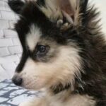 ALASKAN MALAMUTE PUPPY