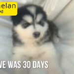 PURE ALASKAN MALAMUTE PUPPIES