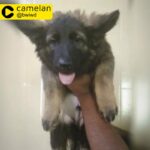 GERMAN SHEPHERD WORKLINE MALE