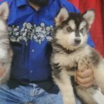 ALASKAN MALAMUTE PUPPUES